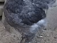 Brahma — Foto 1