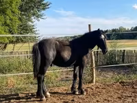 Caballo, Caballos — foto 5