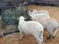 Ram, Sheep — photo 6