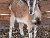 Koza, West African dwarf goats — fotografija 3