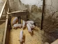 Eber, Schweine — Foto 4
