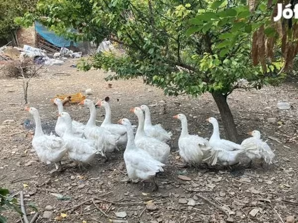 Geese