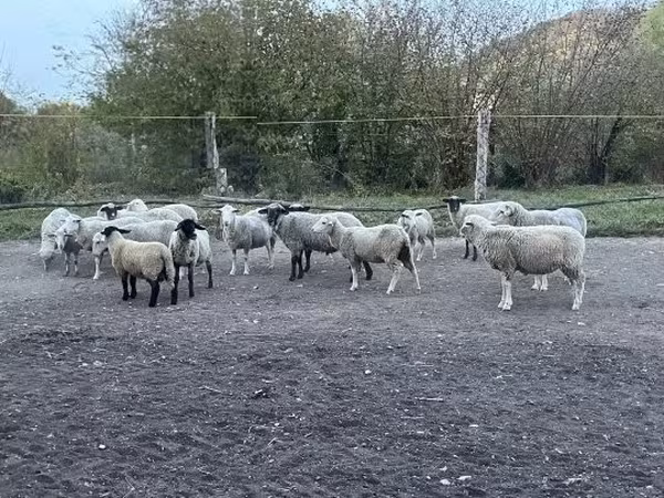 Qoʻchqor, White Suffolk sheep