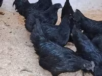 Ayam Cemani — Foto 2