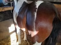 公马, Horses — 照片 8