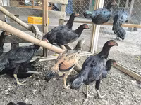 Chickens — fotografija 1