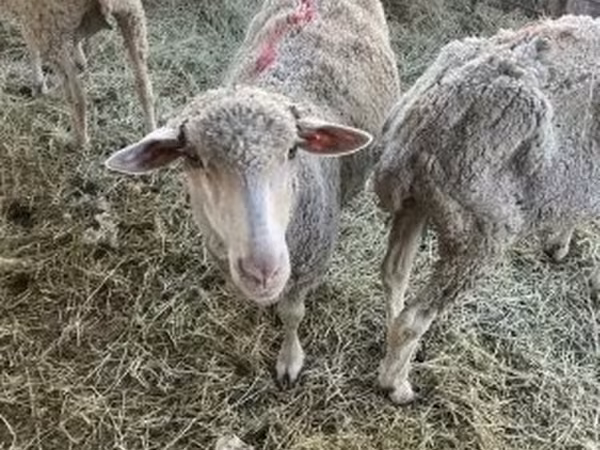 母羊, Sheep