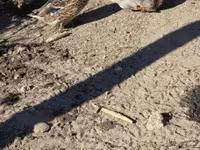 Ducks — foto 2