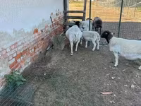 भेड़, Dorper sheep — फ़ोटो 6