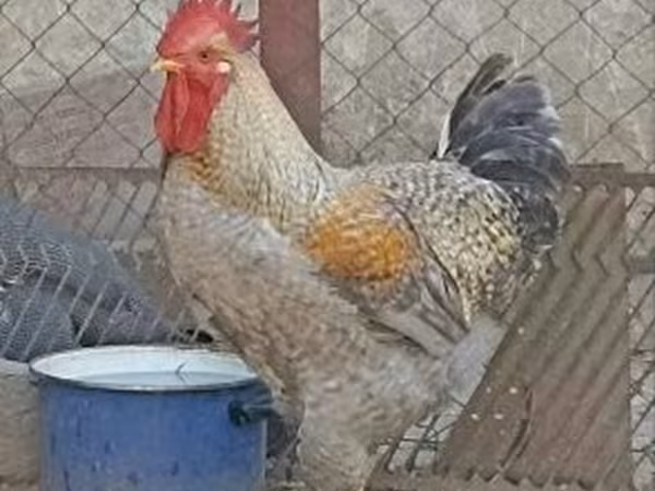 Chickens