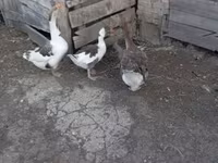 Geese — الصورة 4