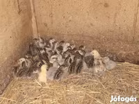Guinea fowl — الصورة 4