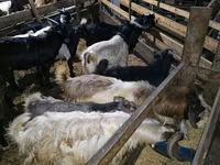 Billy Goat, Goats — photo 1