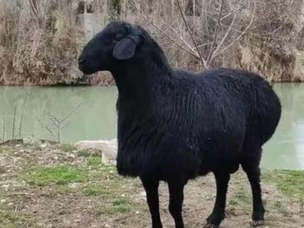 Baran, Hissar sheep