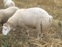 Ovan, Bardhoka sheep — fotografija 4