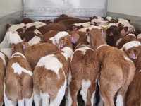 Goveda (partija, pol nije naveden), Simmental cattle — fotografija 1