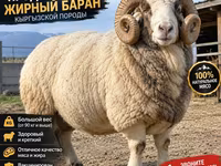 Ovan, Kyrgyz Mountain merino sheep — fotografija 2