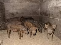 मादा सूअर, Мангалица — फ़ोटो 2