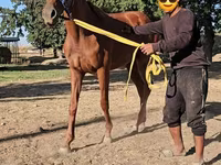 Mare, Arabian horse — photo 4