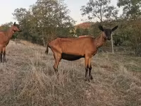 Kozioł, Alpine goat — zdjęcie 1