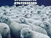 Baran, Owce — zdjęcie 5