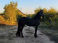 Pastuv, Friesian — fotografija 5