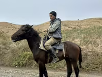 Horse (M), Azerbaijan horse — photo 2