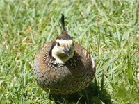 King Quail — photo 2