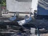 Geese — الصورة 1