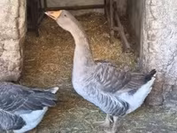 Geese — الصورة 2