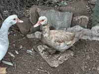 Ducks — zdjęcie 2