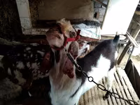 Koza, Beetal goats — fotografija 3