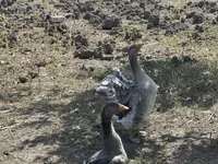 Geese — 写真 1