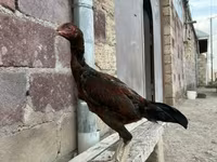 Australijska borbena — fotografija 1
