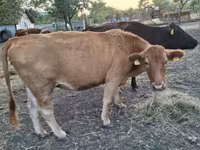 गाय, मवेशी — फ़ोटो 1