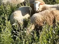 雄羊, Merino sheep — 写真 3