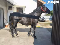 Yegua, Caballos — foto 6