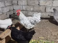 Australorp — photo 1