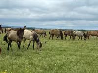 Konji (partija, pol nije naveden), Horse breed — fotografija 1