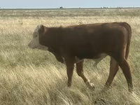 Byk, Simmental cattle — zdjęcie 2