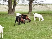 Коза, Saanen goat — фото 6