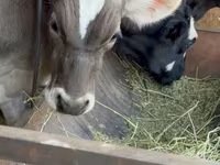 Bull, Alatau breed — photo 1