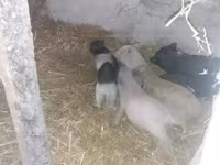 公猪 — 照片 2