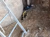 Ducks — Foto 6