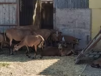 Widder, Cameroon sheep — Foto 1