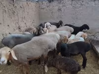 Ovca, Arashan sheep — fotografija 2