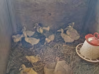 Ducks — 1-сурет