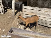 母山羊, Goats — 照片 3