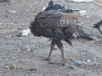 Turkeys — Foto 1
