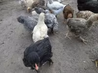 Chickens — zdjęcie 1